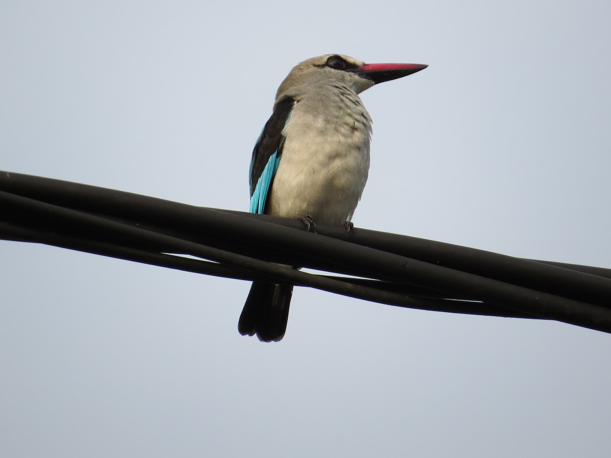 Woodland Kingfisher - ML34096501