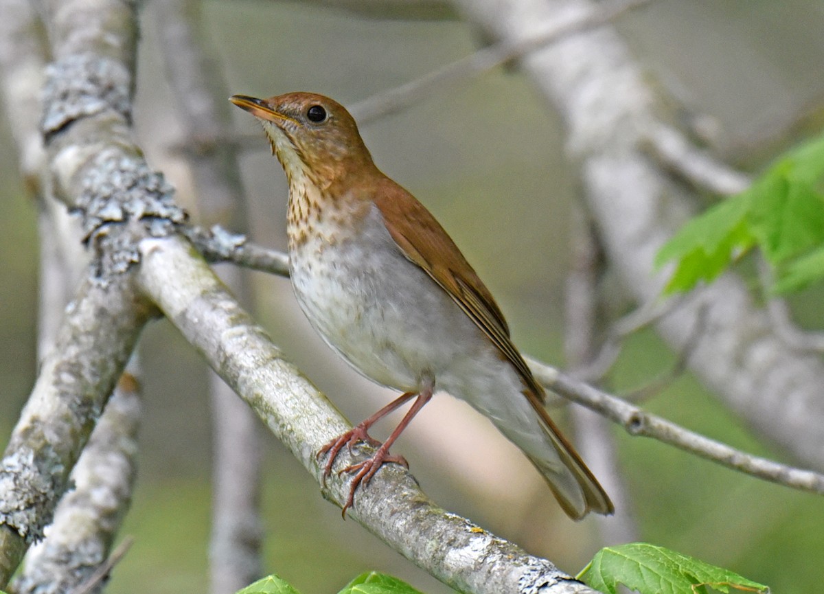 Veery - ML340965011