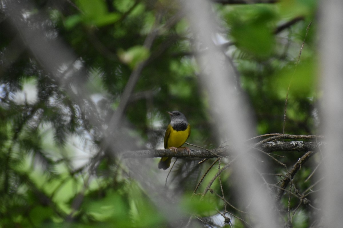 Mourning Warbler - Alysha Riquier