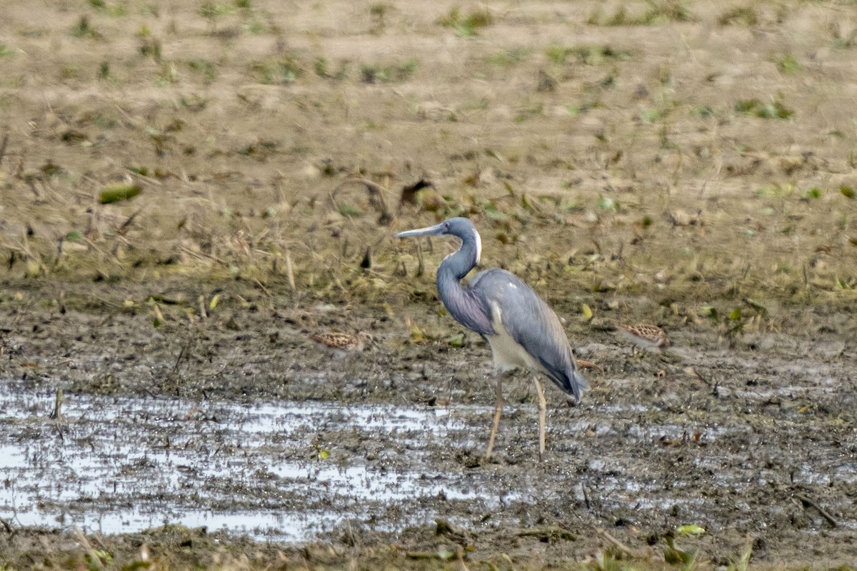 Tricolored Heron - ML340965571