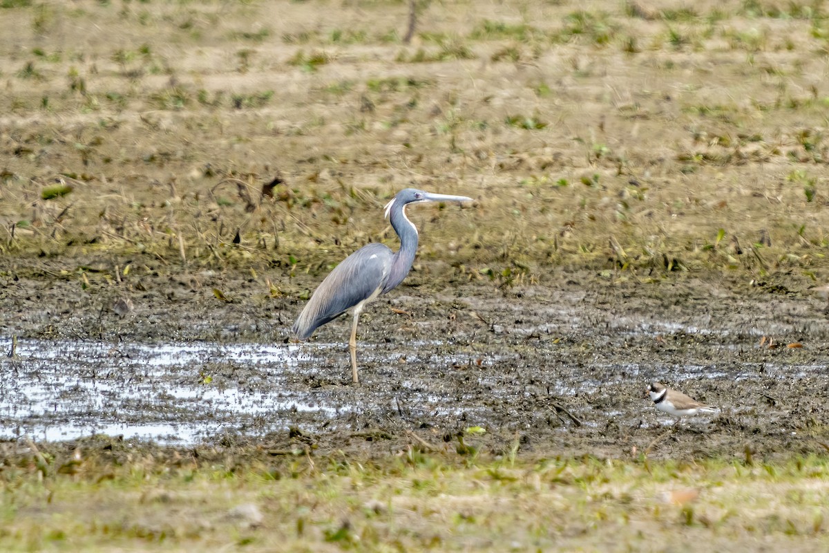 サンショクサギ - ML340965641