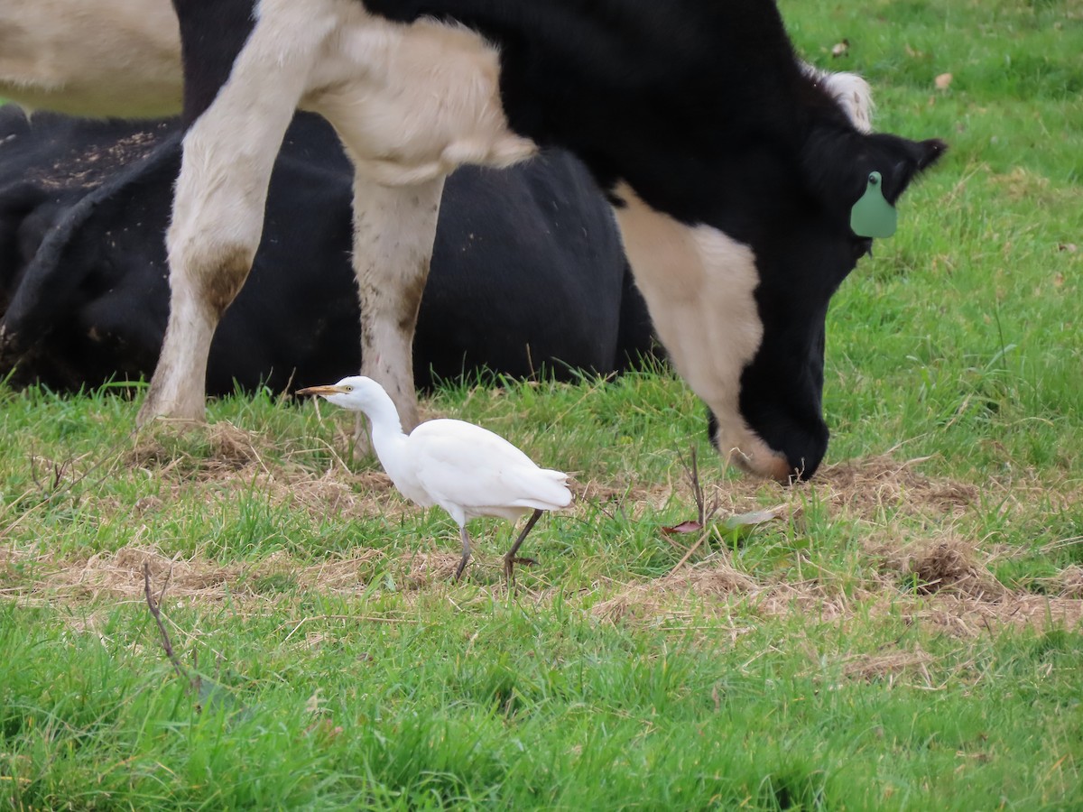 Western Cattle-Egret - ML340967051