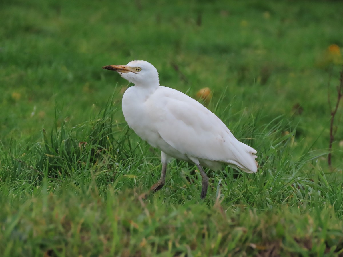 Western Cattle-Egret - ML340967061