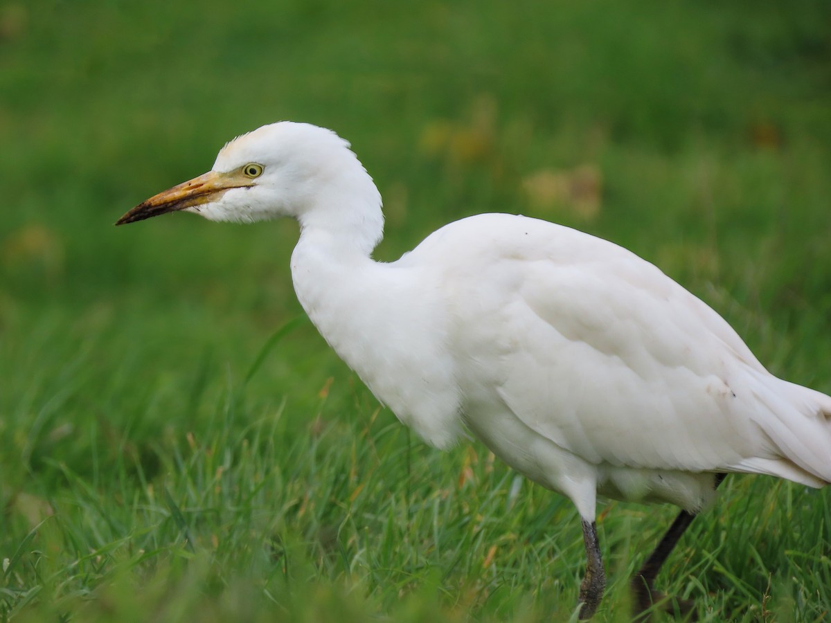 Western Cattle-Egret - ML340967071