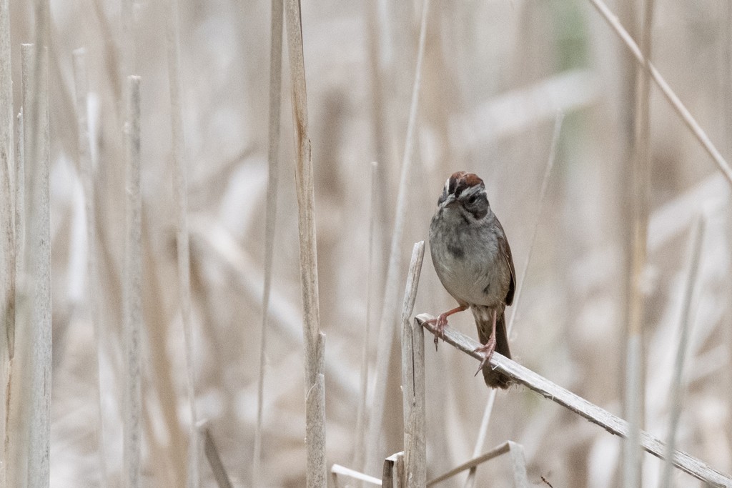 Swamp Sparrow - ML340968861