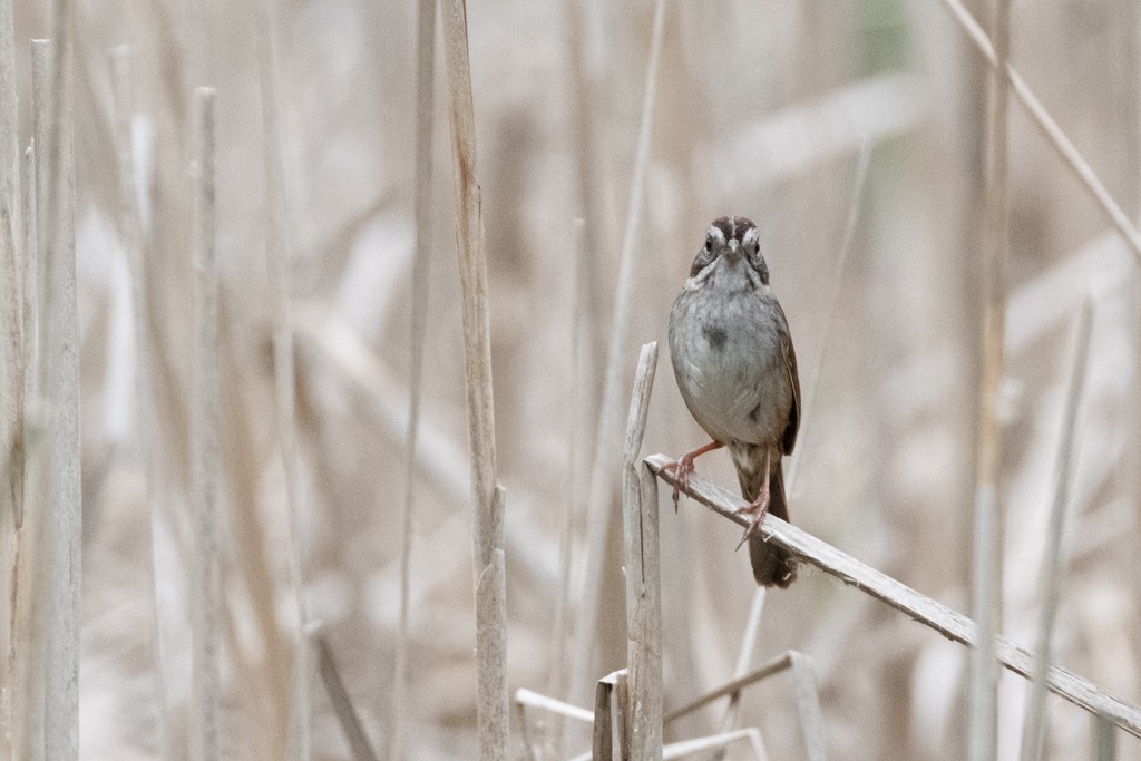 Swamp Sparrow - ML340968891