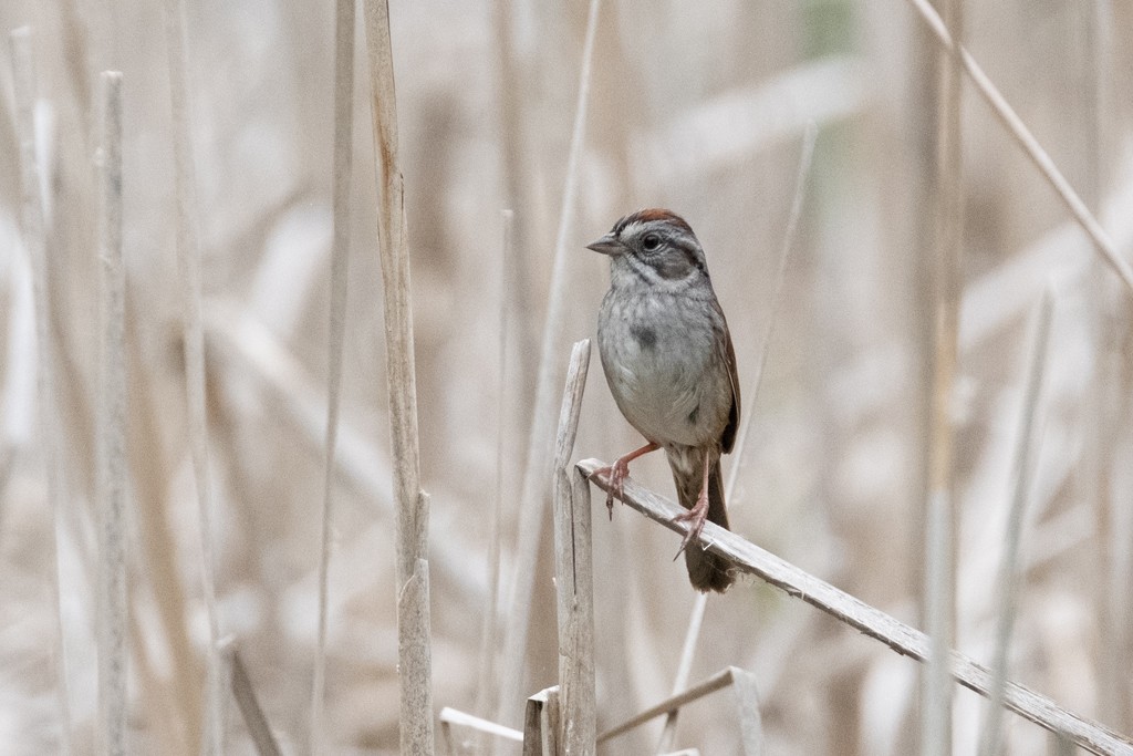 Swamp Sparrow - ML340968911