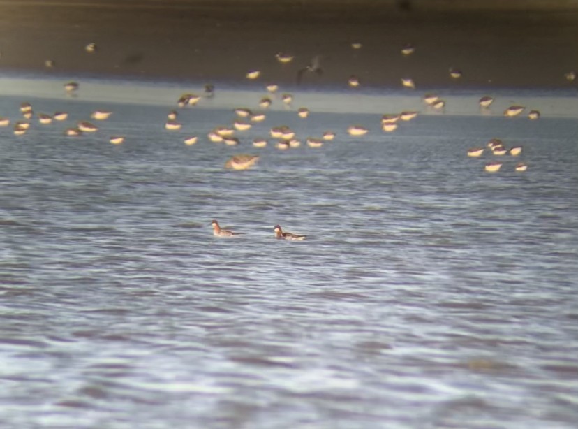 Red-necked Phalarope - ML340969831