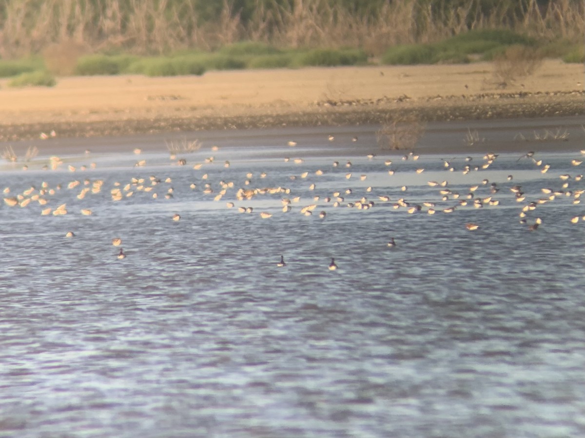 Red-necked Phalarope - ML340969841
