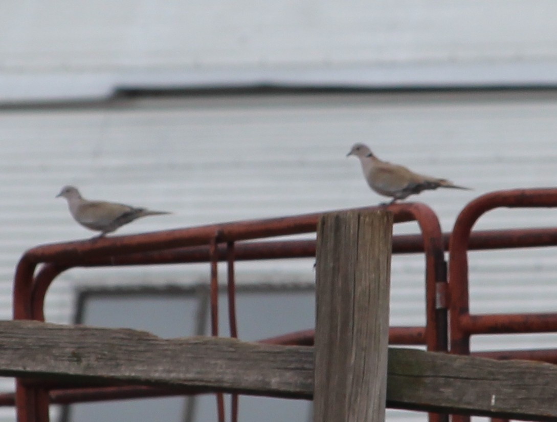 Eurasian Collared-Dove - ML34097011