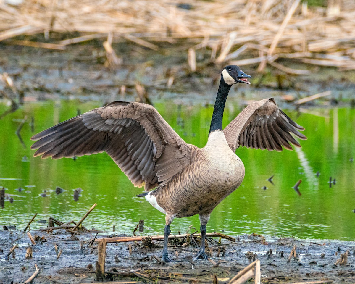 Canada Goose - Dori Eldridge