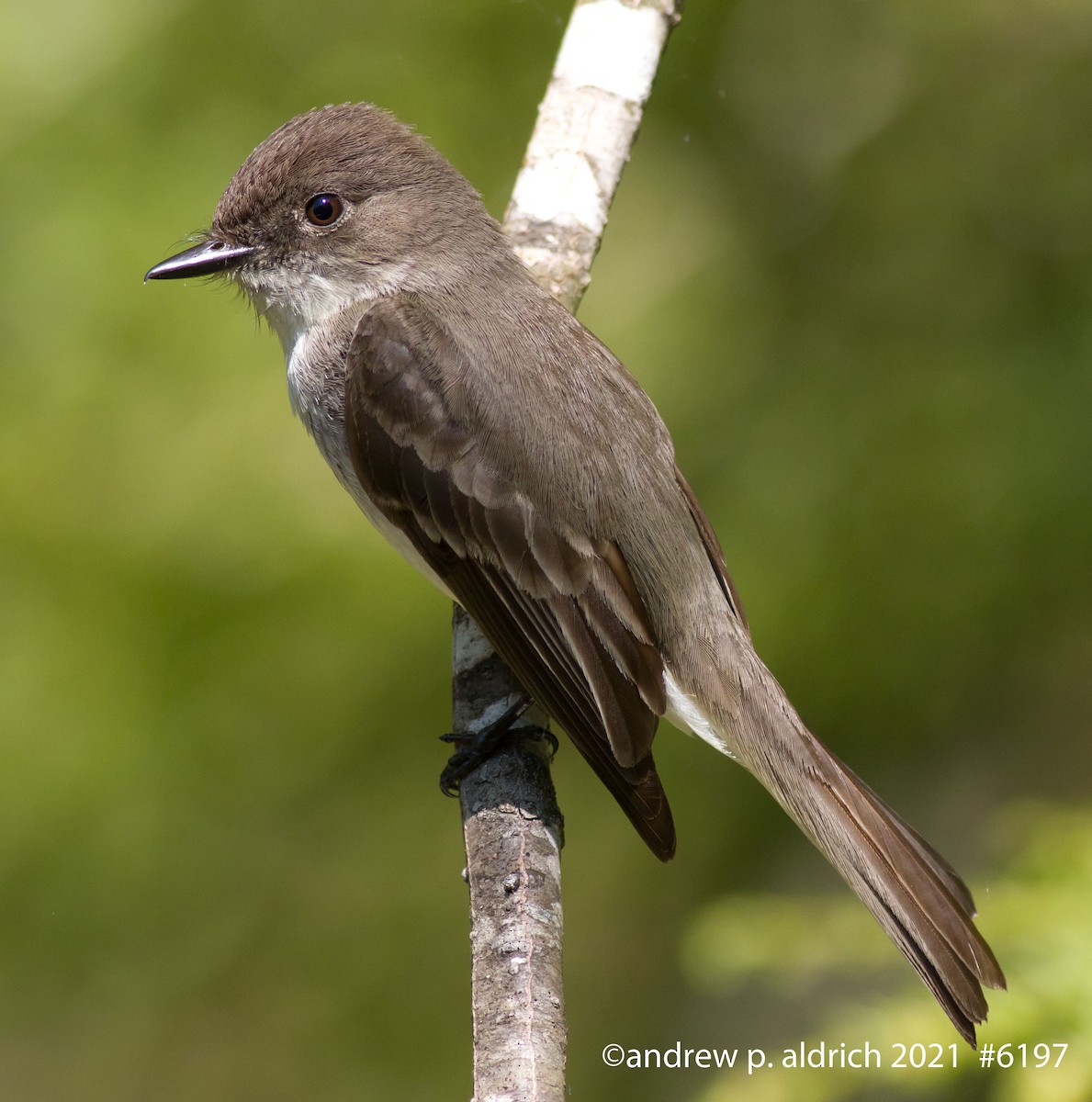 Eastern Phoebe - ML340970401