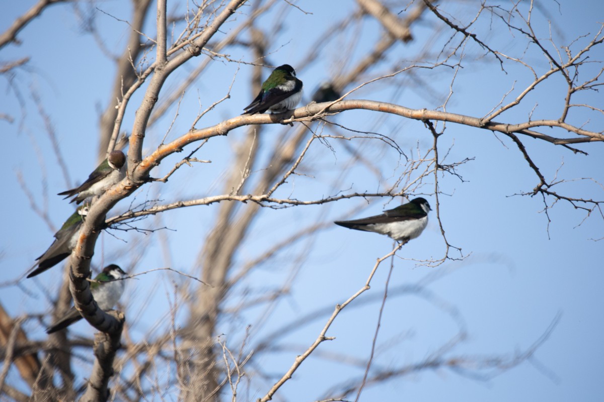 Golondrina Verdemar - ML340970821