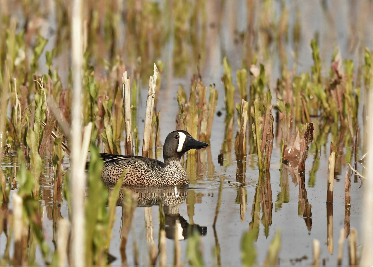 Blue-winged Teal - Connie Misket