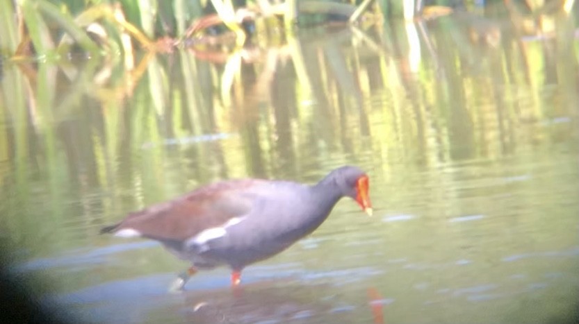 Gallinule d'Amérique - ML340972381