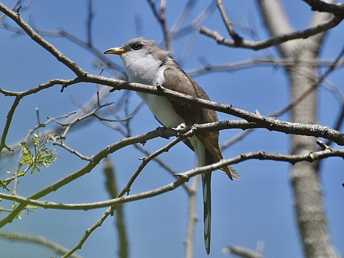 Yellow-billed Cuckoo - ML340972601