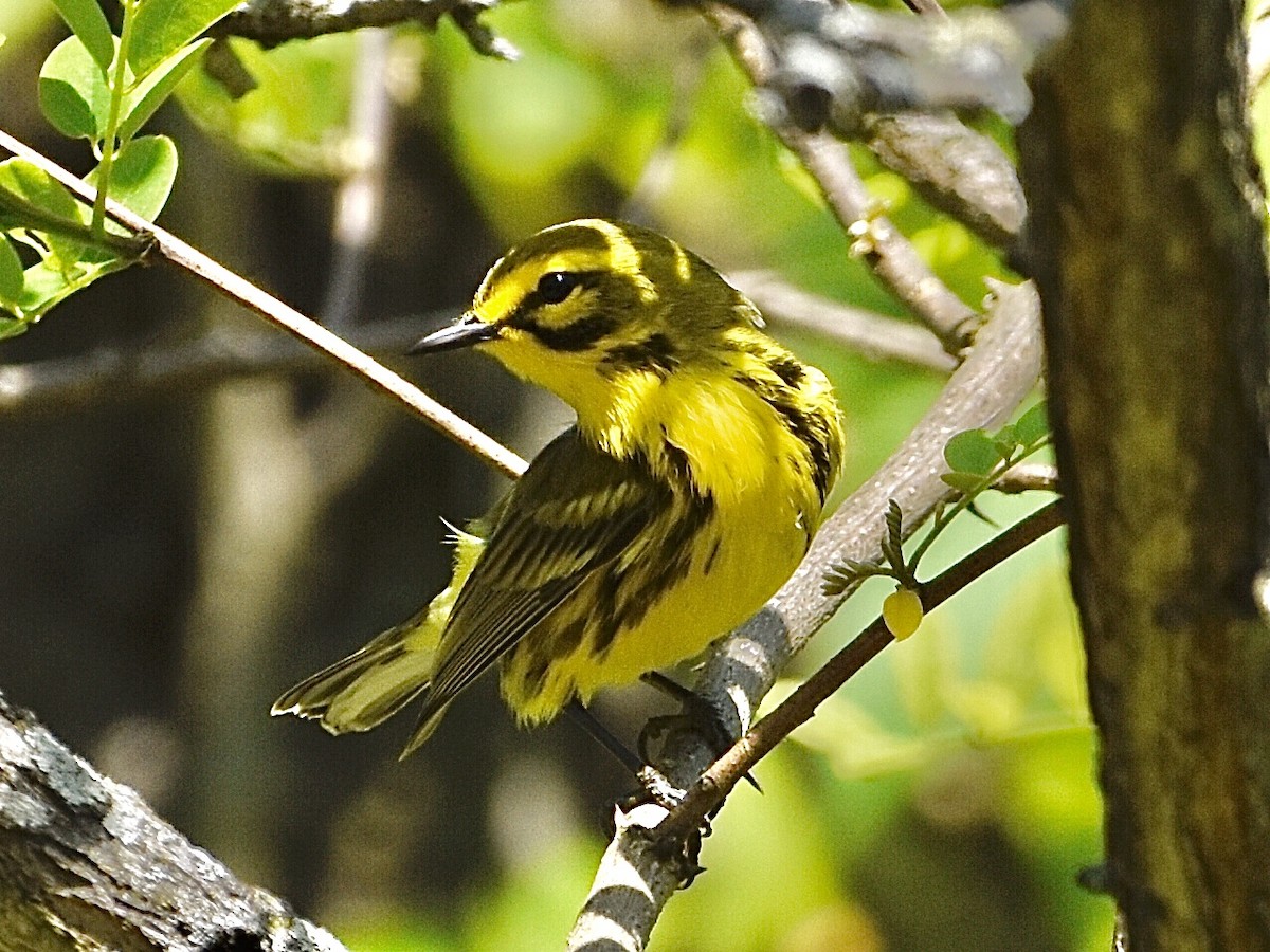 Prairie Warbler - ML340973221
