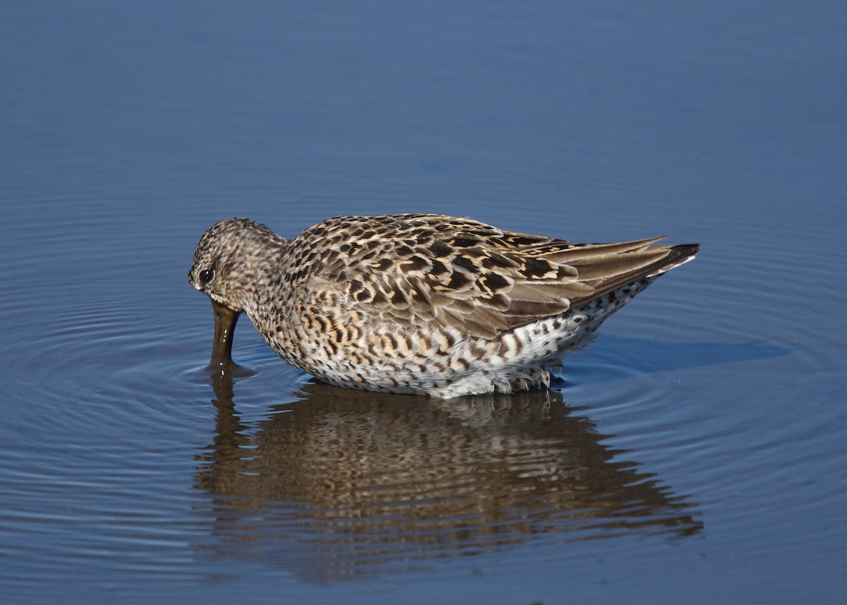 Short-billed Dowitcher - Guy Babineau