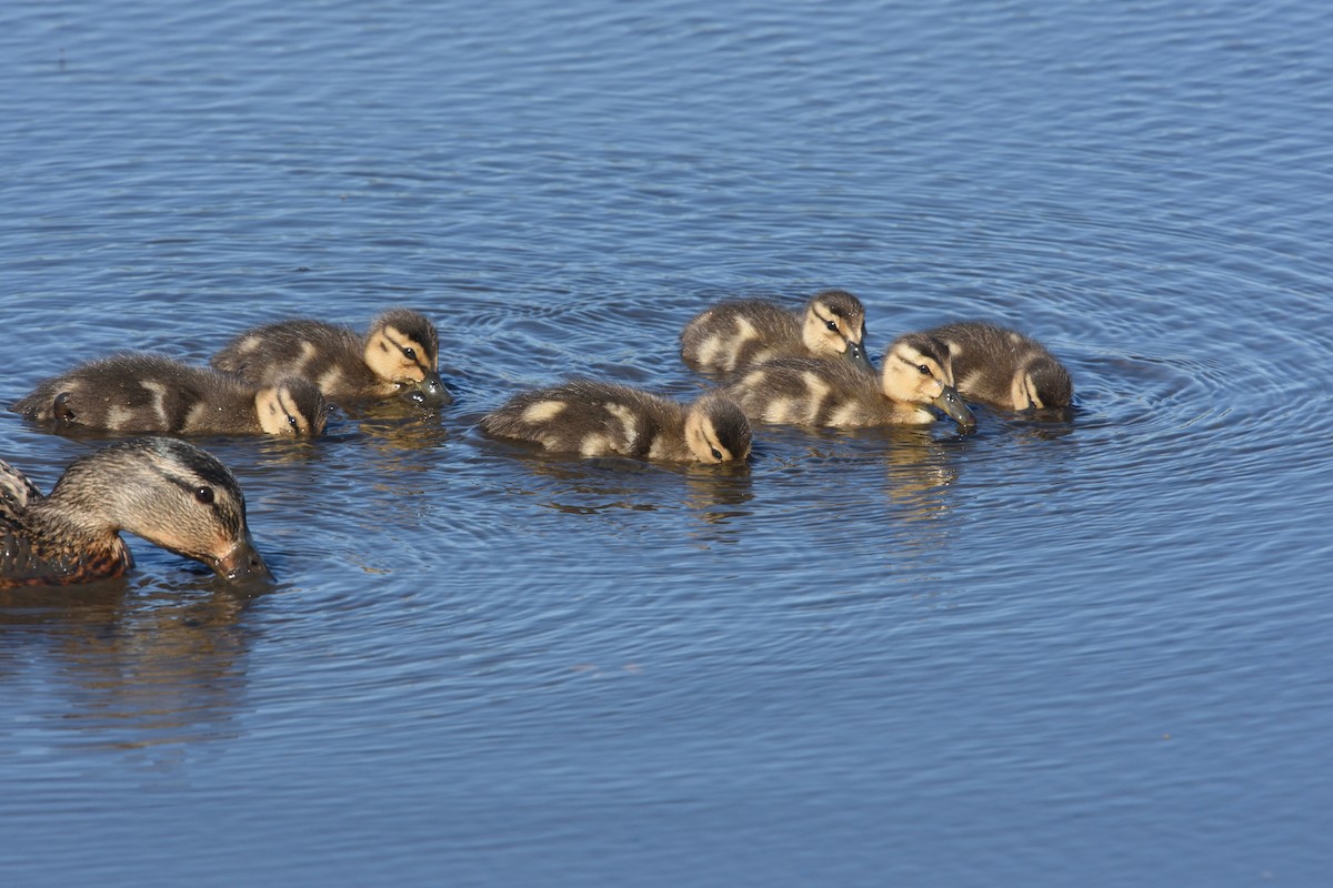 Canard colvert - ML340973941