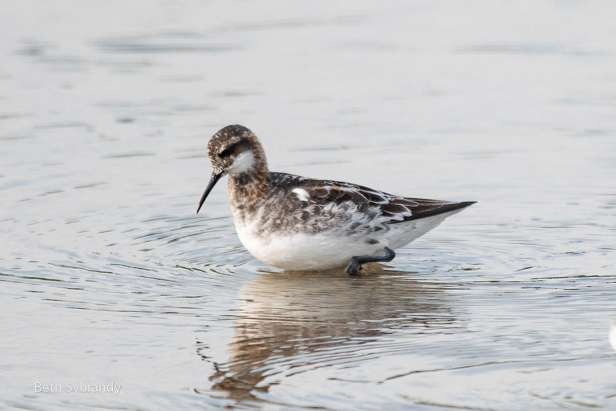 svømmesnipe - ML340974651