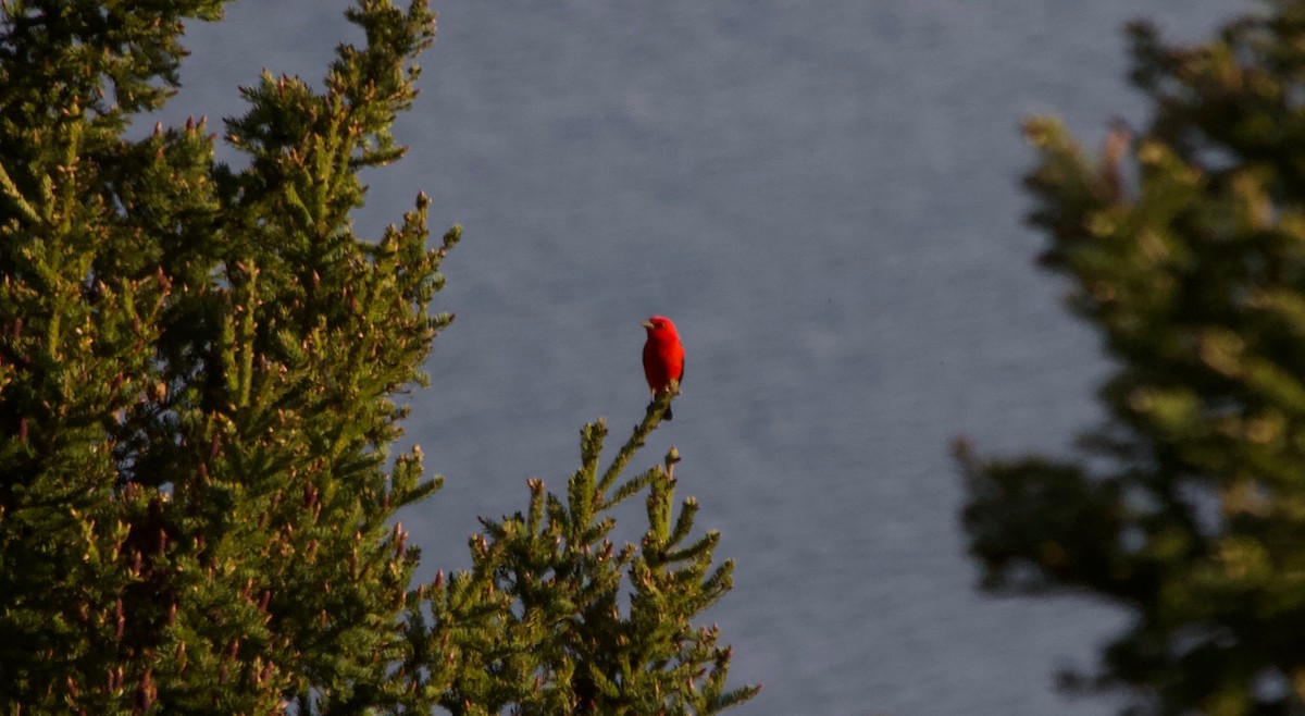 Scarlet Tanager - ML340975101