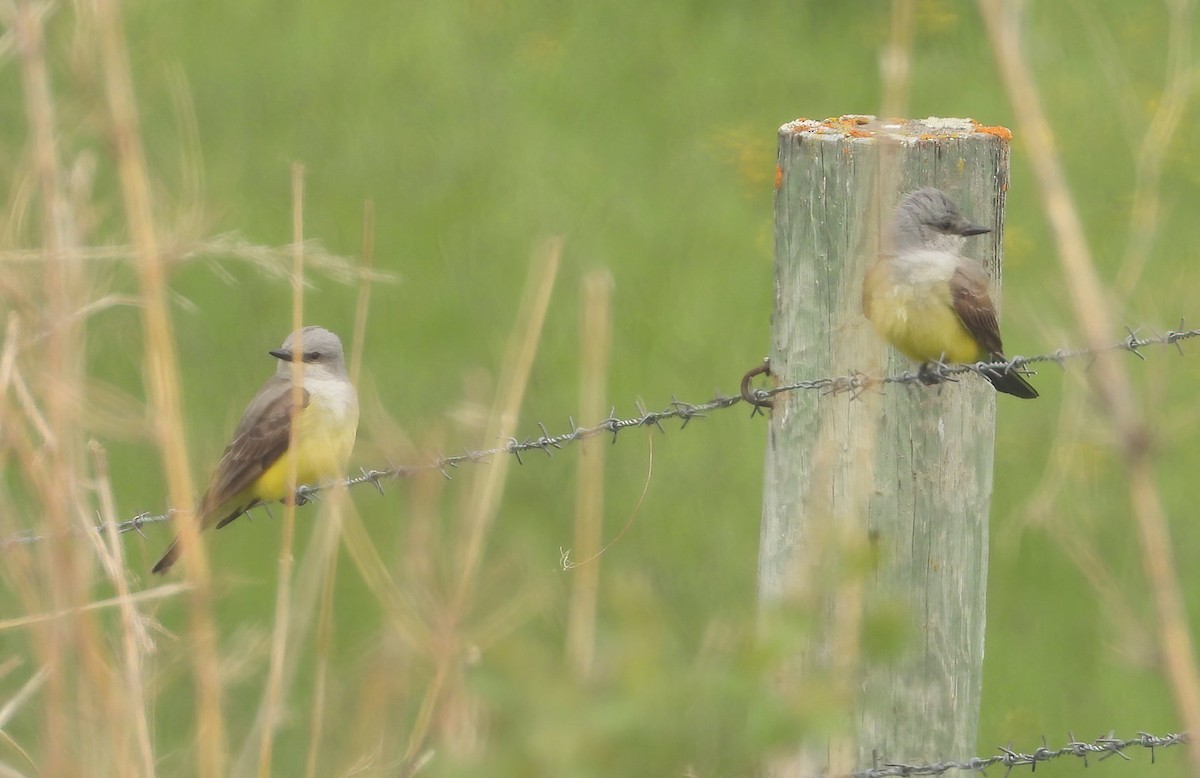 Western Kingbird - ML340977401