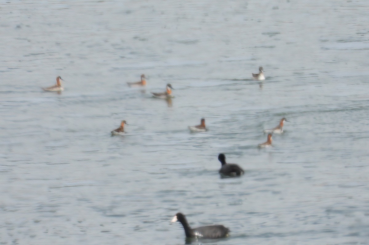 Red-necked Phalarope - Bobby Dailey