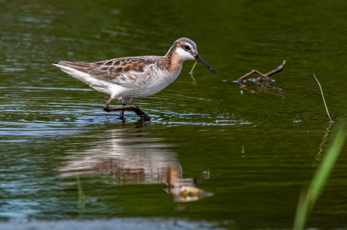 Wilson's Phalarope - Donald Dixon