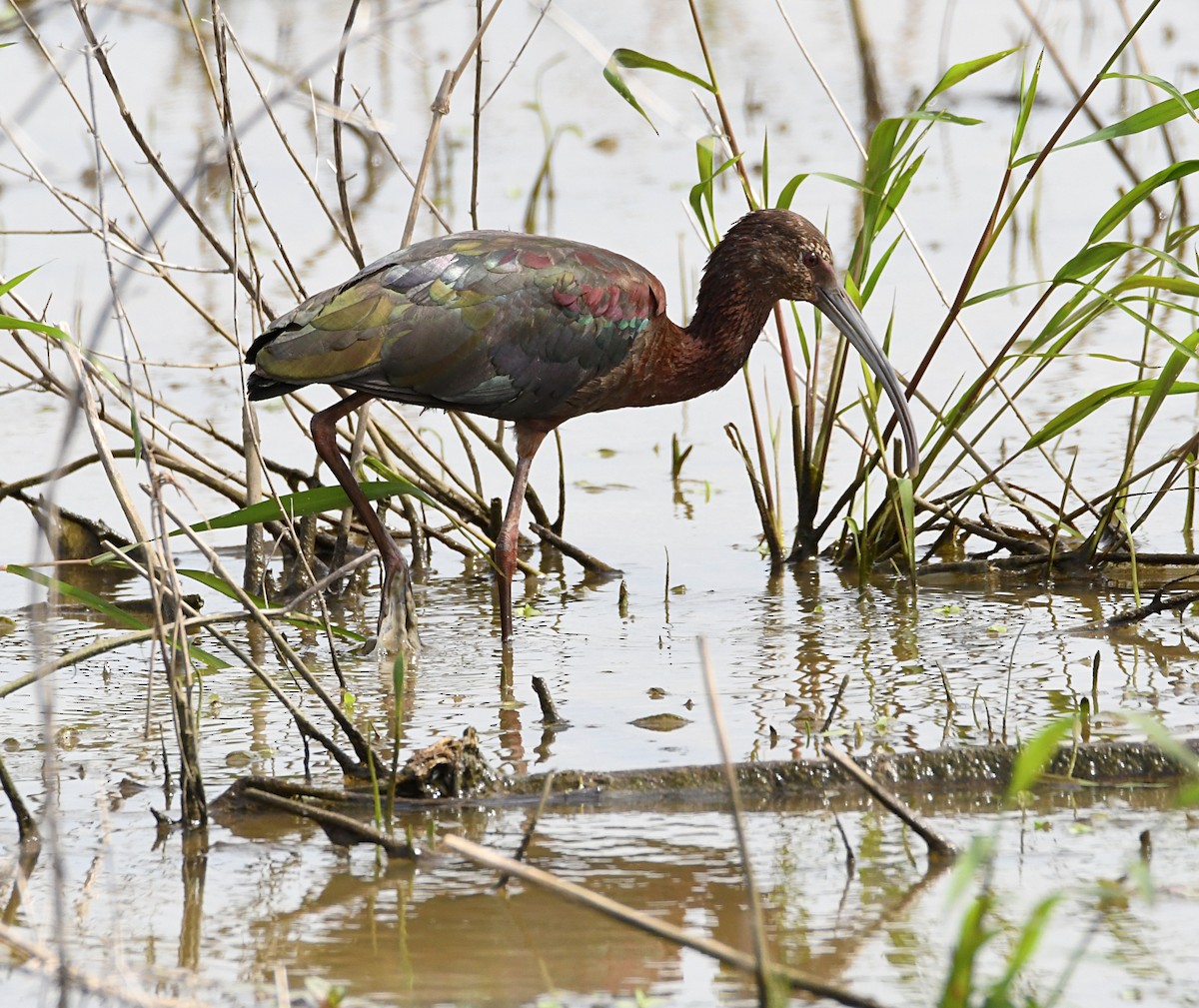 Ibis à face blanche - ML340979431