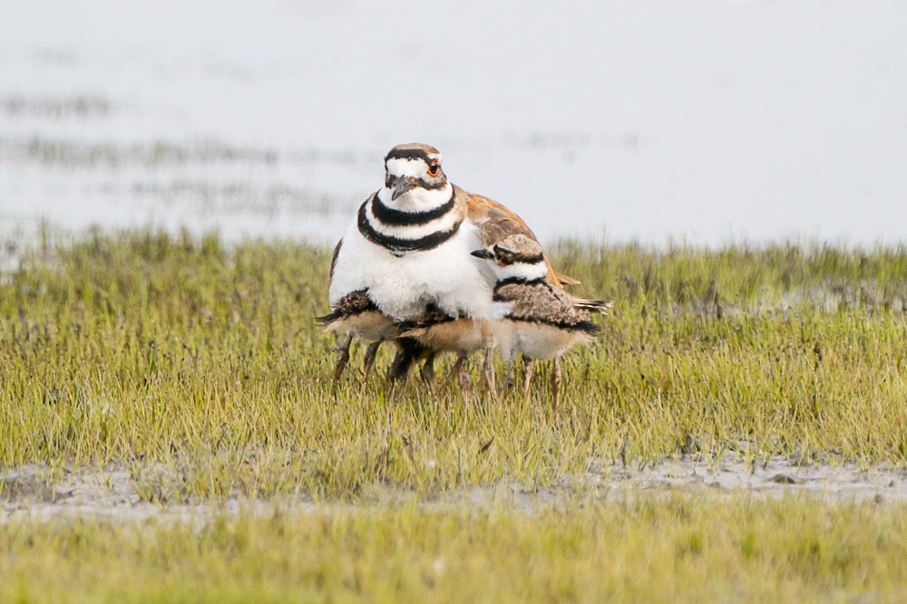 Killdeer - ML340980361