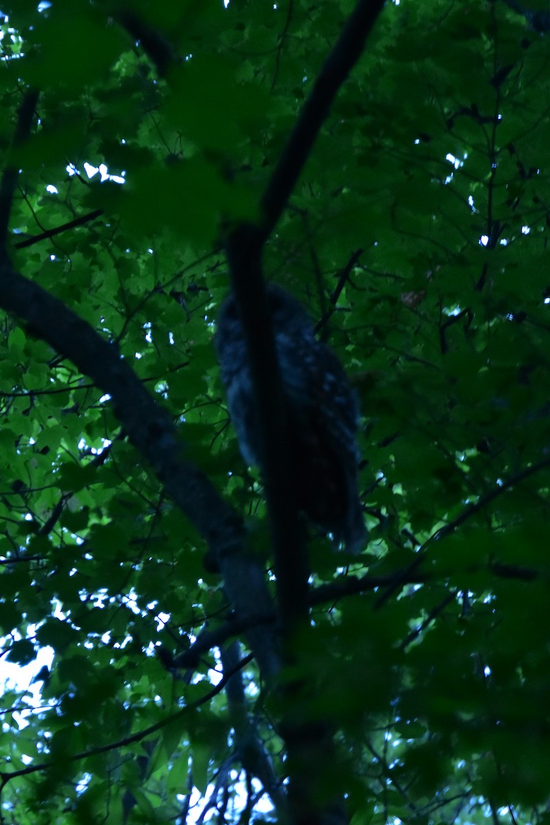 Barred Owl - ML340980671