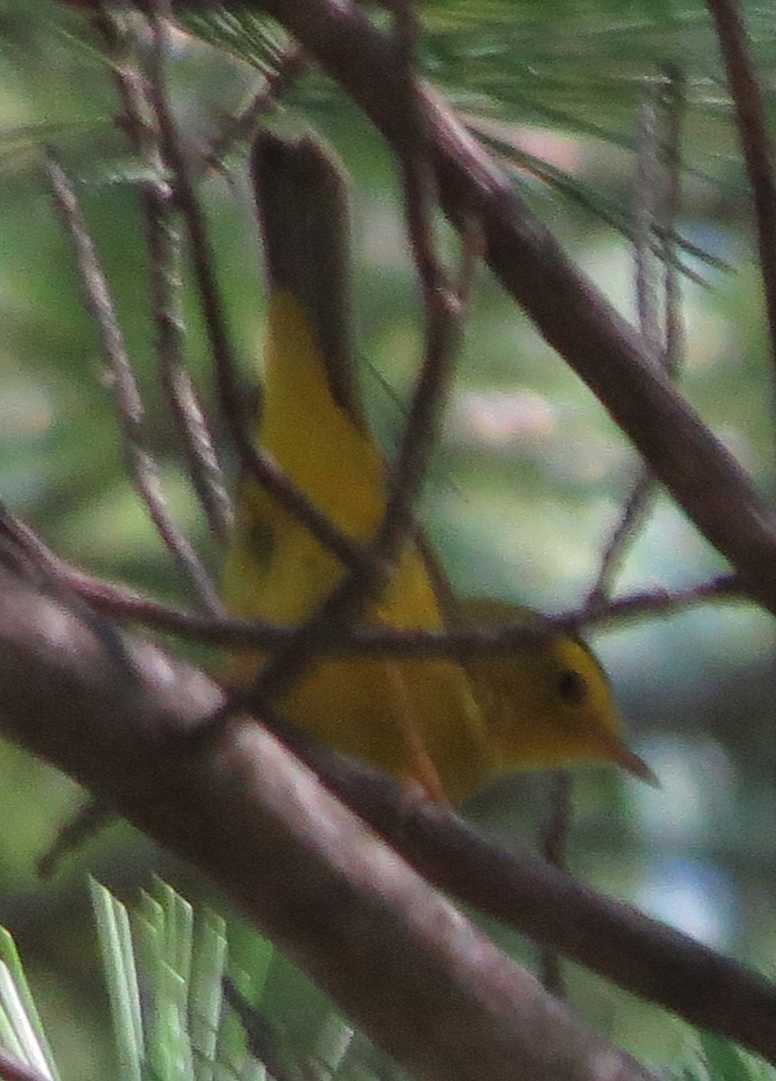 Wilson's Warbler - Amy Lawes