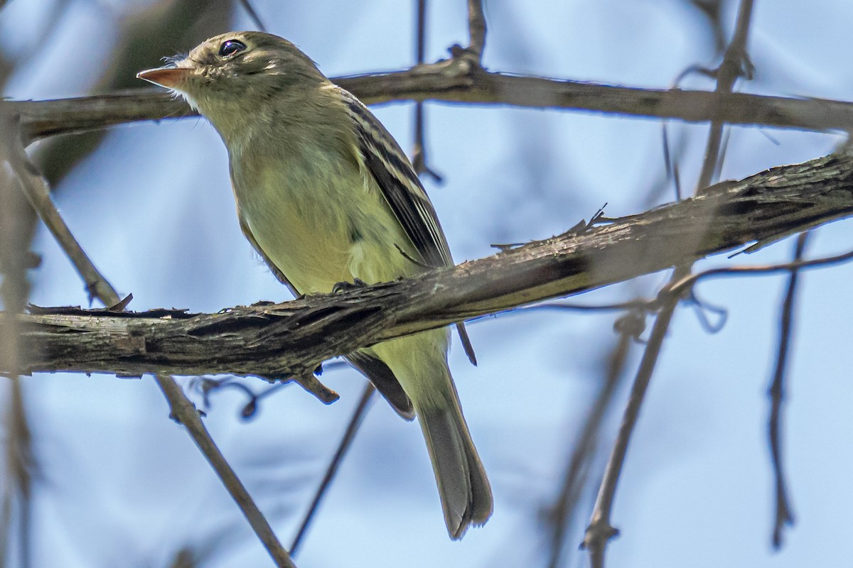 Least Flycatcher - Bernard Barsalo