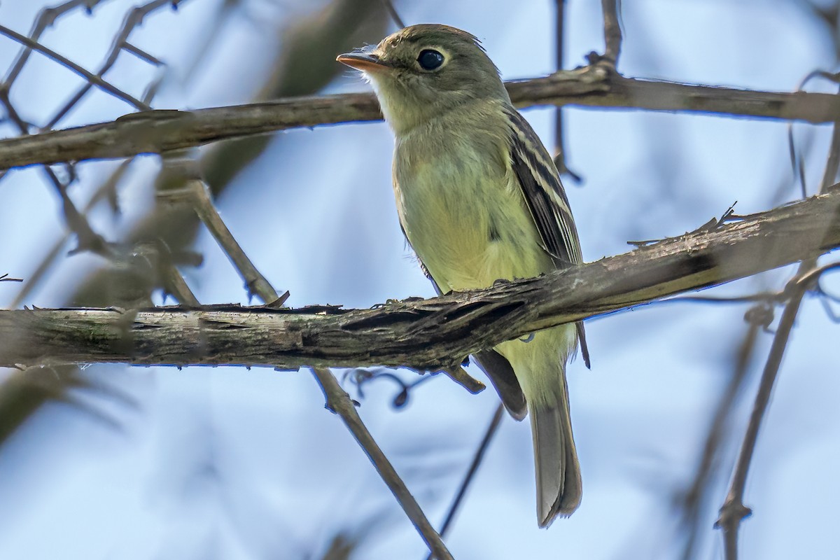 Least Flycatcher - Bernard Barsalo