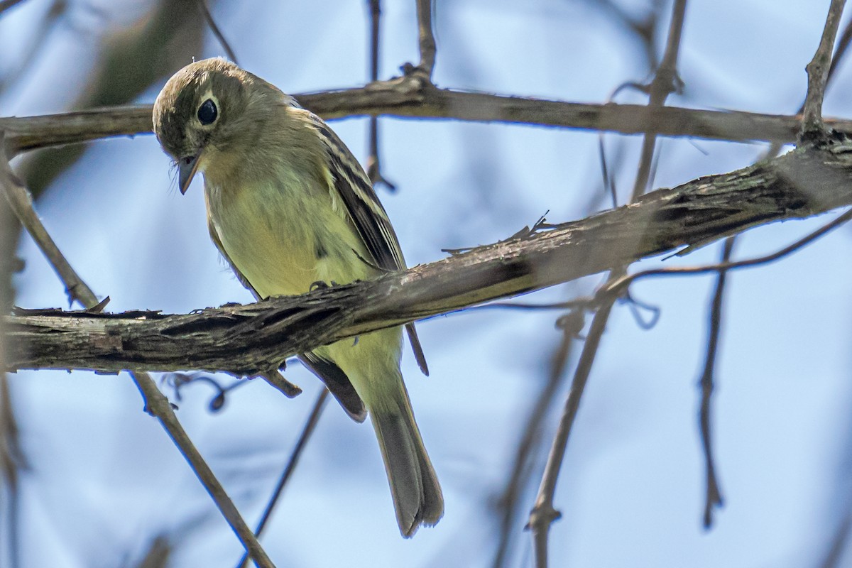 Least Flycatcher - Bernard Barsalo