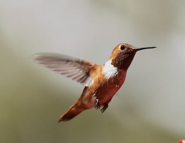 Colibrí Rufo - ML34098351