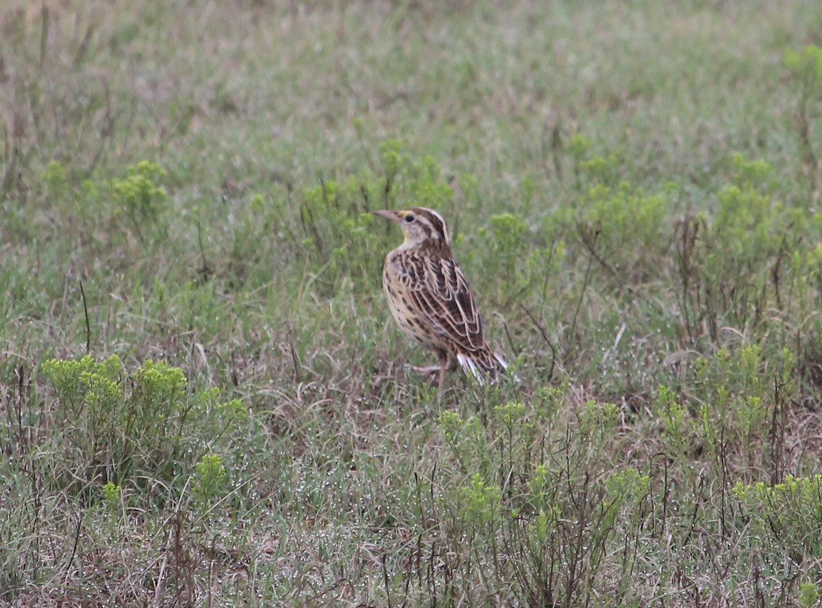 Eastern Meadowlark - ML34098651