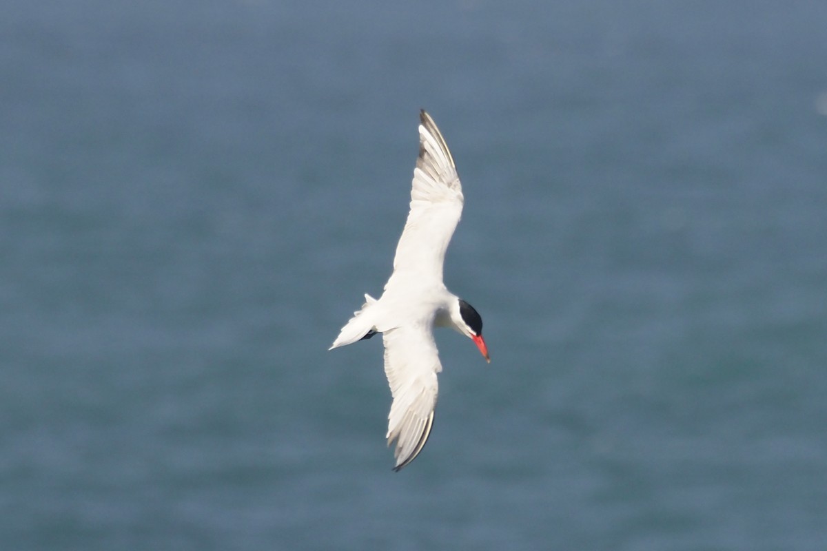 Caspian Tern - ML340988791