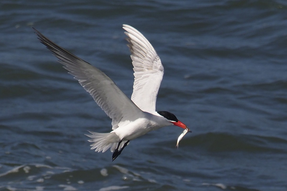 Caspian Tern - ML340988811