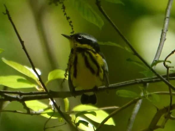 Magnolia Warbler - Tom Ostrand