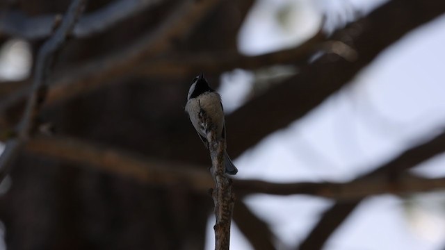 Mountain Chickadee - ML340989571