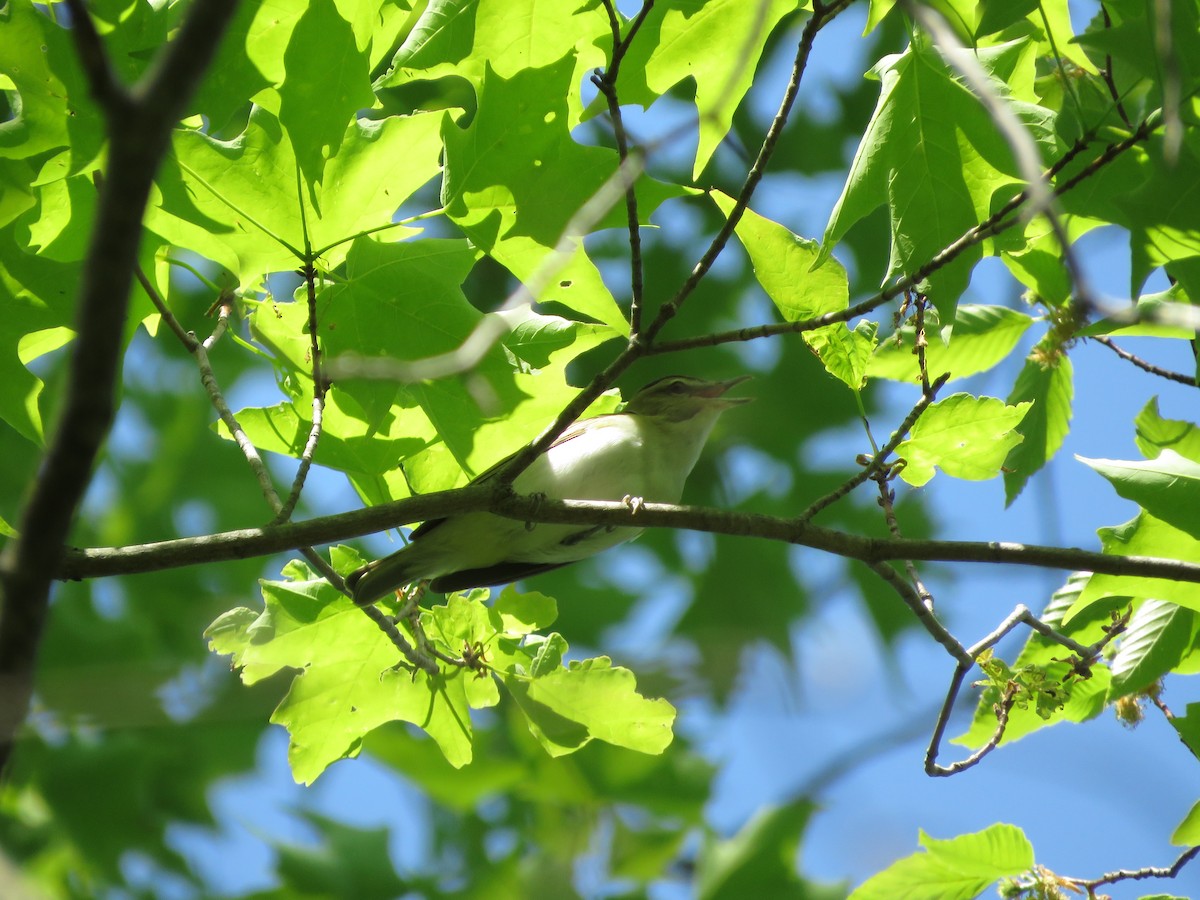 rødøyevireo - ML340989691