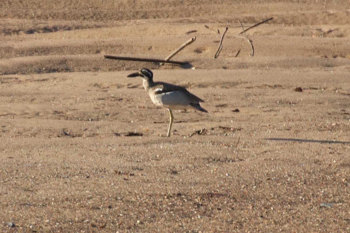 Alcaraván Piquigrueso Australiano - ML340990081