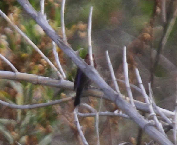 Varied Bunting - ML34099291