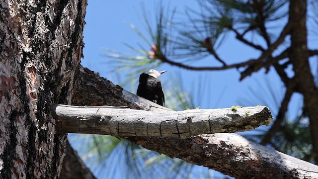 White-headed Woodpecker - ML340994301