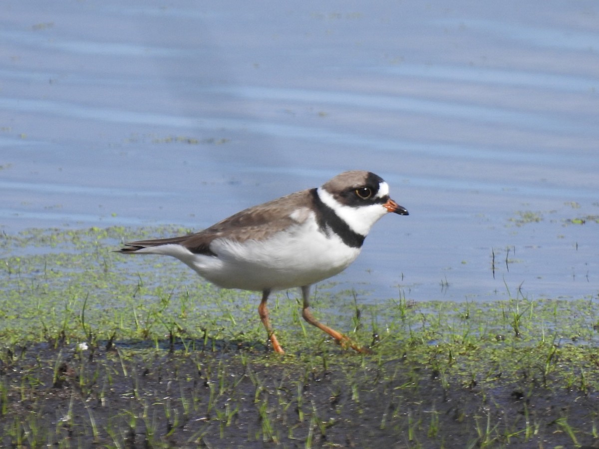 Semipalmated Plover - ML340994941