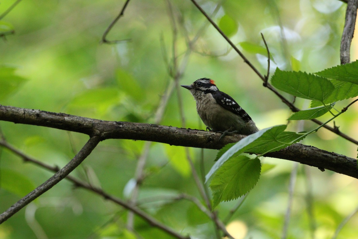 Downy Woodpecker - ML340995021