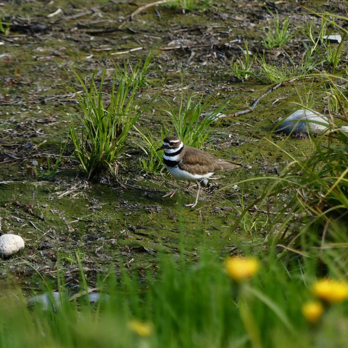 Killdeer - ML340998341