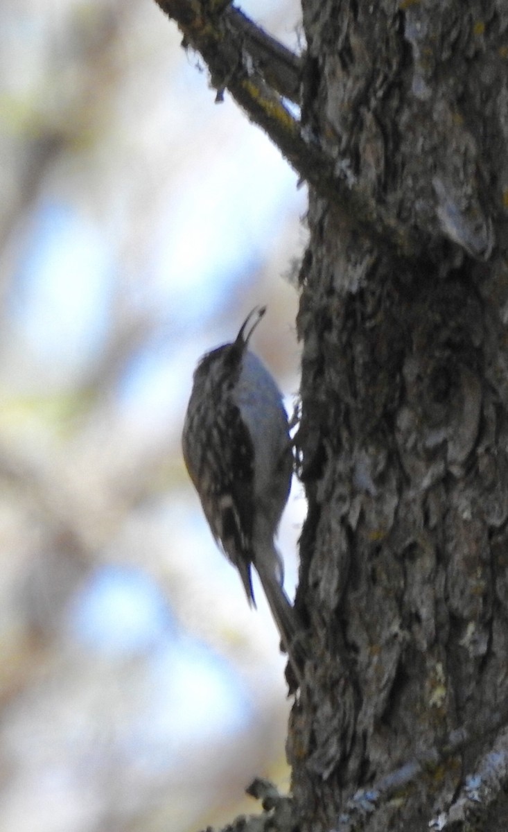 Brown Creeper - ML340999341