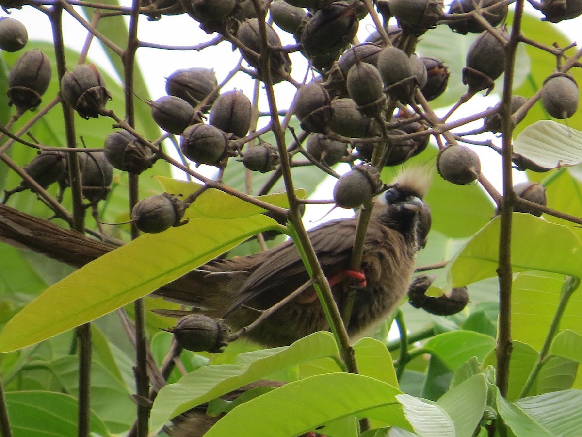 Braunflügel-Mausvogel - ML34100291